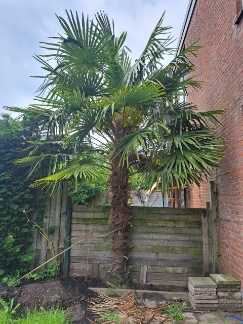 Pioenstraat 9, 2313 BK Leiden, Nederland